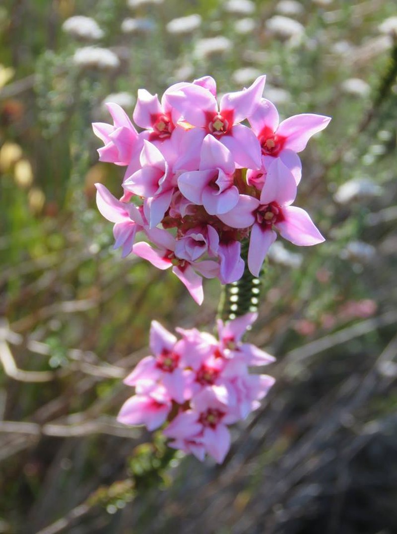 Penaea speciosa