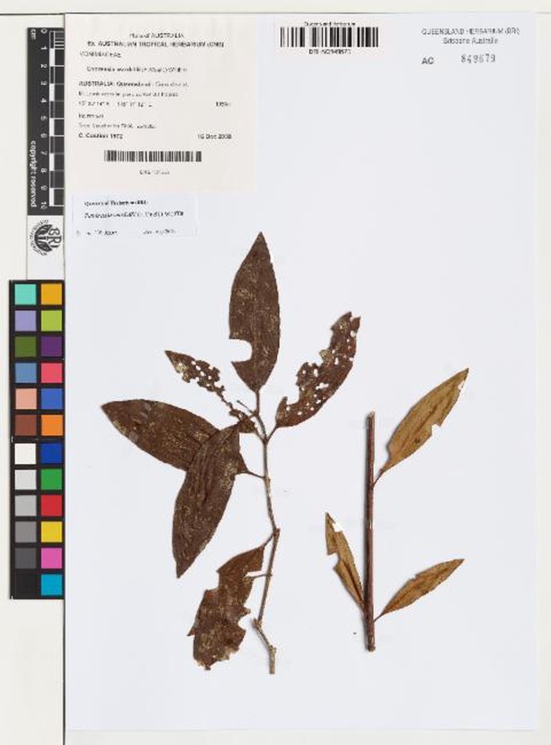 Pendressia wardellii