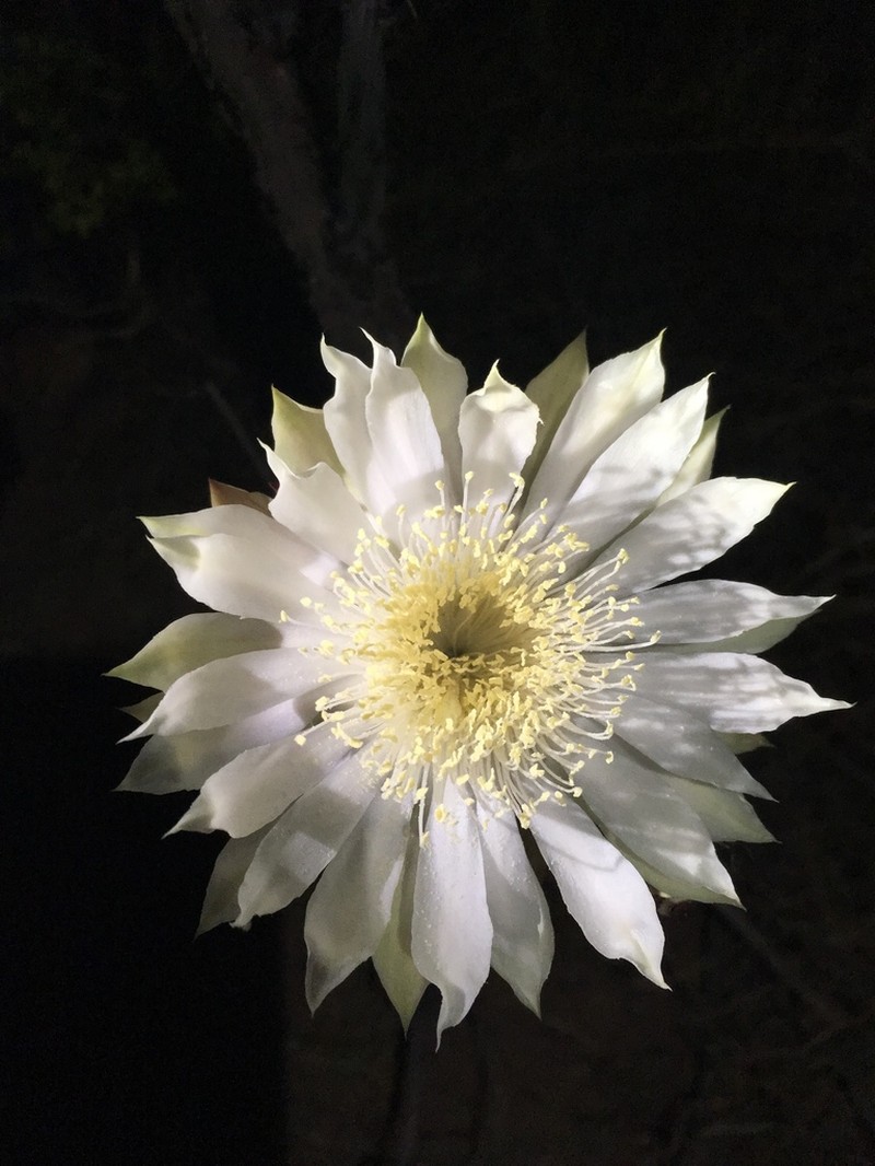 Nightblooming Cereus photo 6