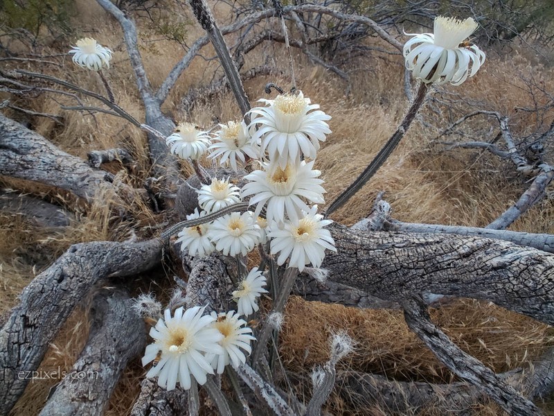 Nightblooming Cereus photo 7