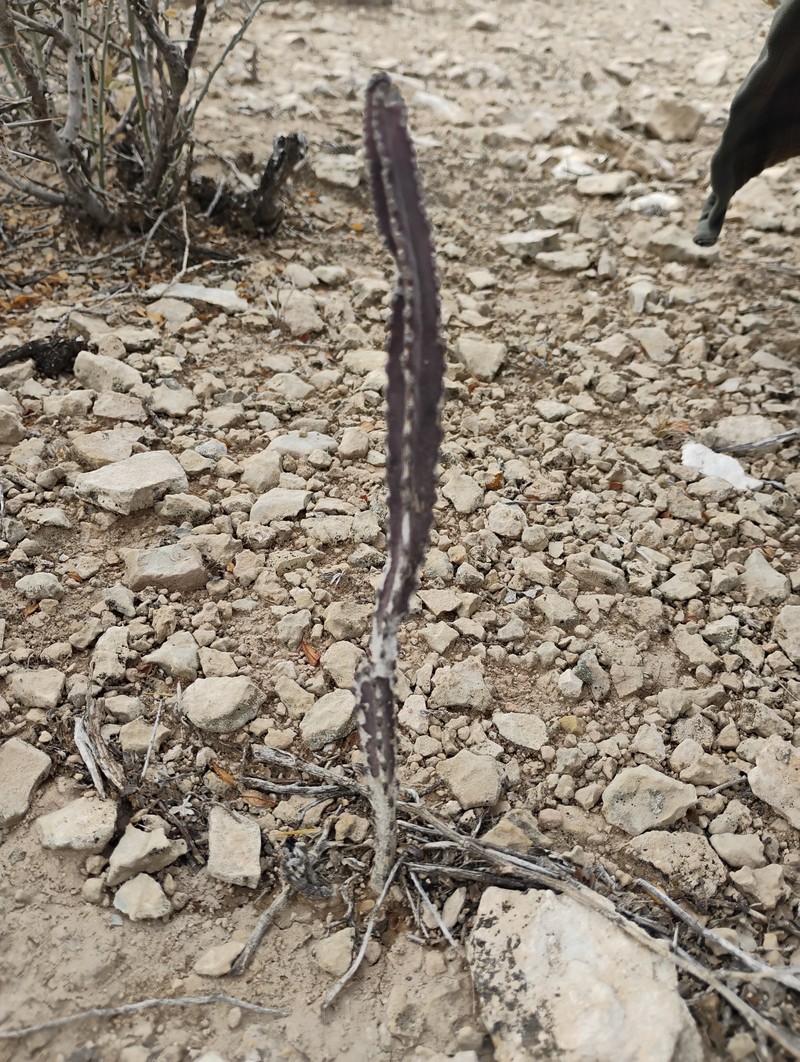 Peniocereus greggii subsp. greggii