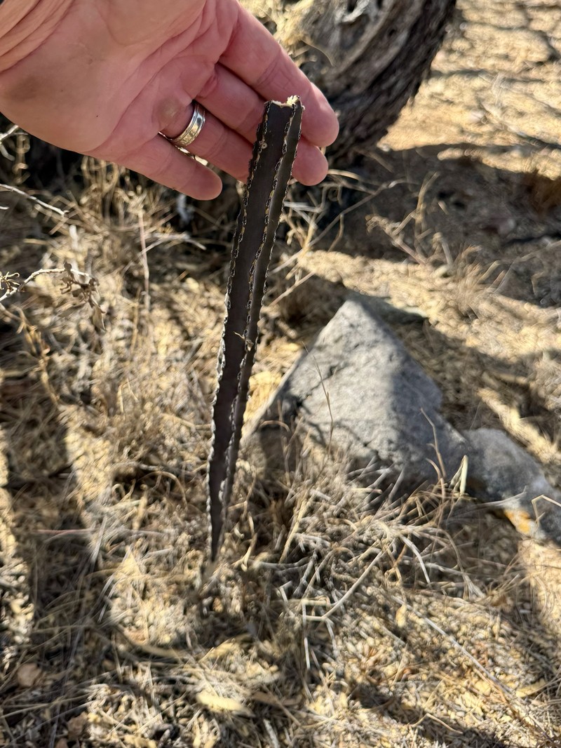 Peniocereus greggii subsp. greggii photo 2