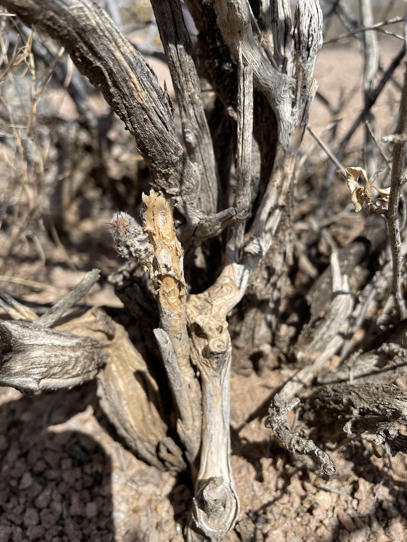 Peniocereus greggii subsp. greggii photo 4