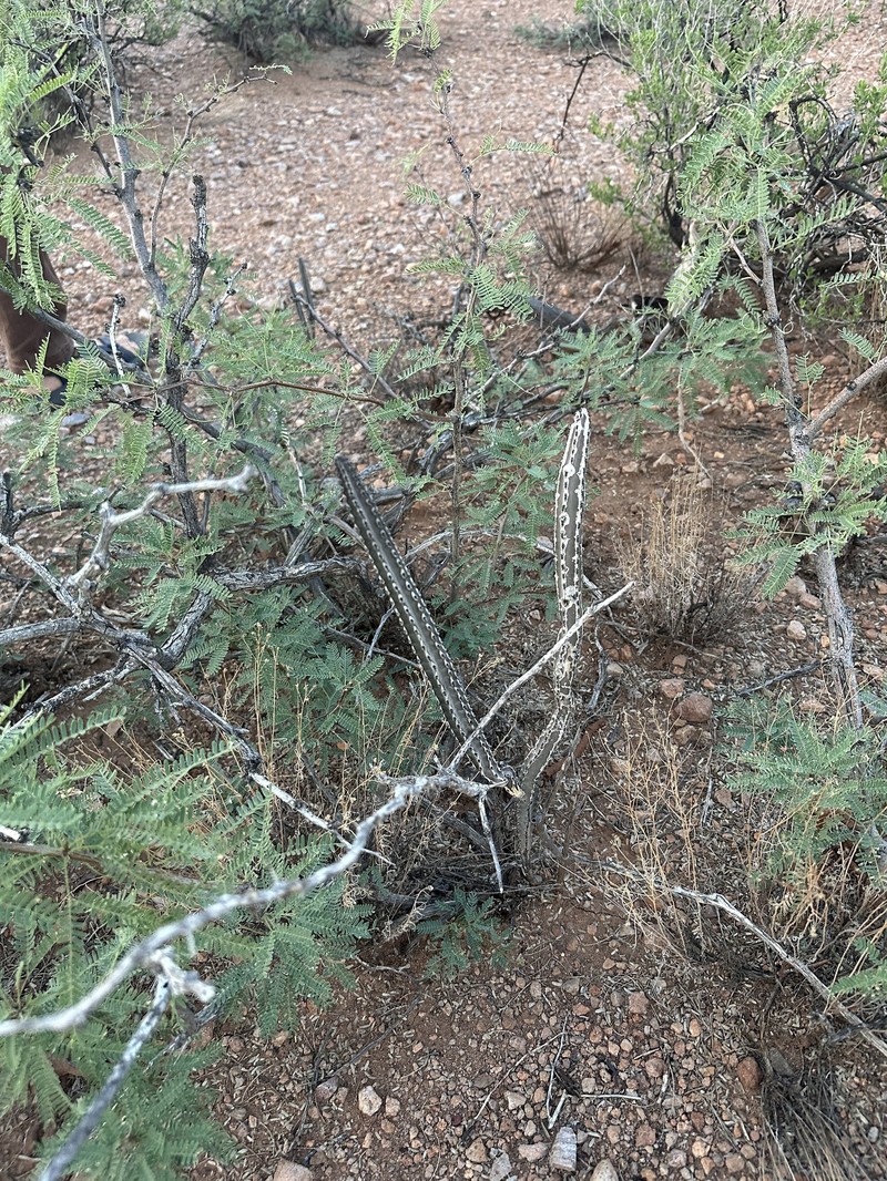Peniocereus greggii subsp. greggii photo 6