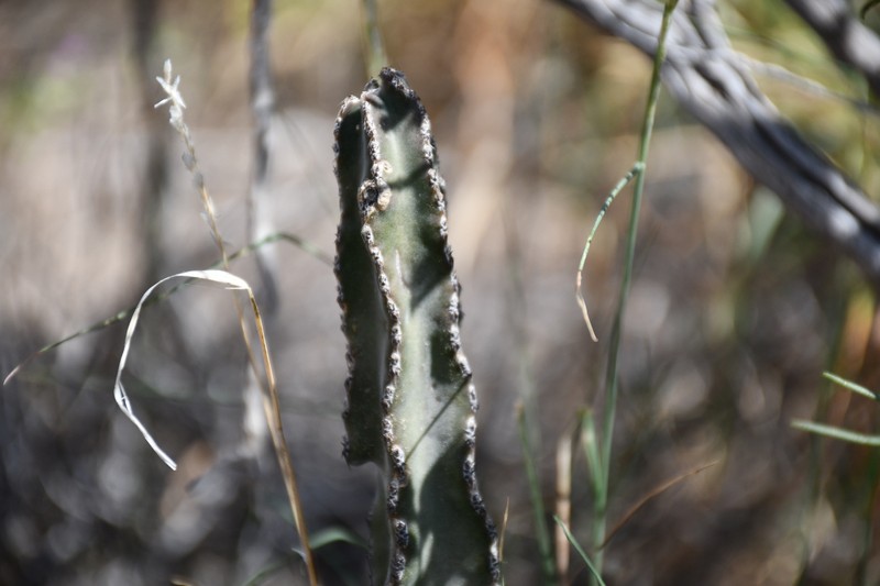 Peniocereus greggii subsp. greggii photo 7