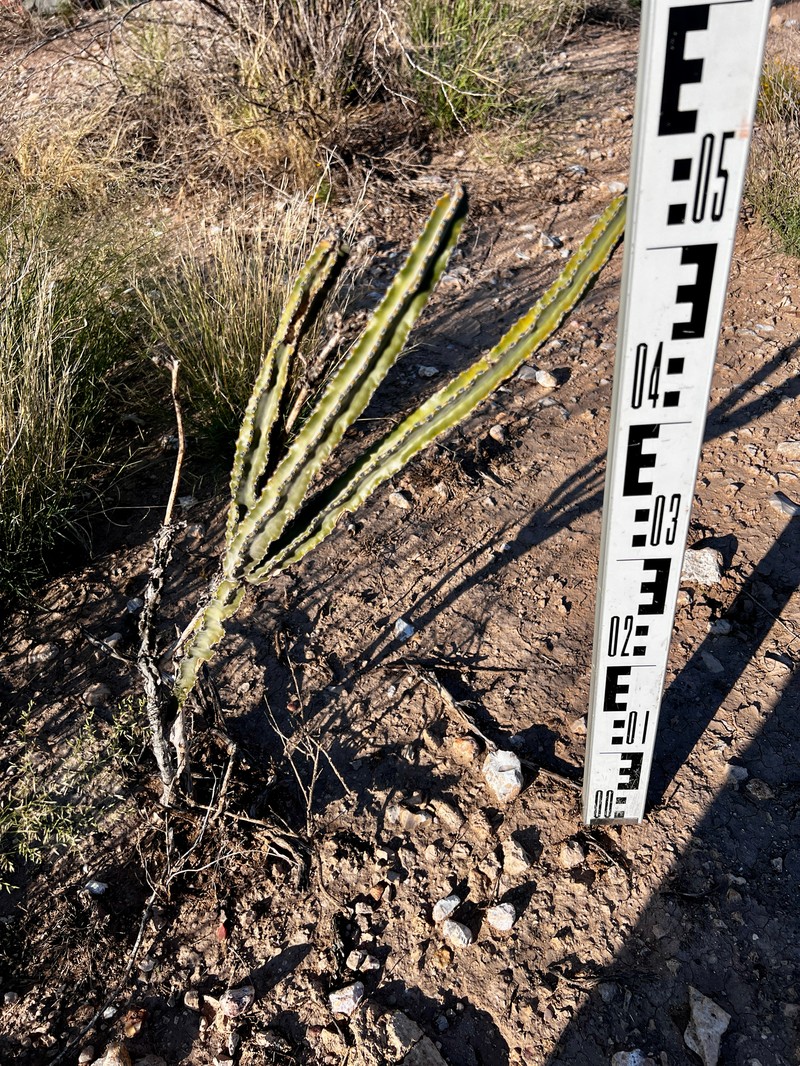 Peniocereus greggii subsp. greggii photo 8