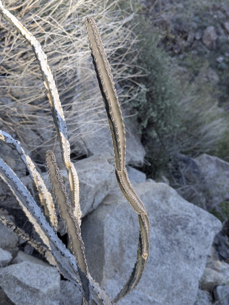 Peniocereus greggii subsp. transmontanus photo 2