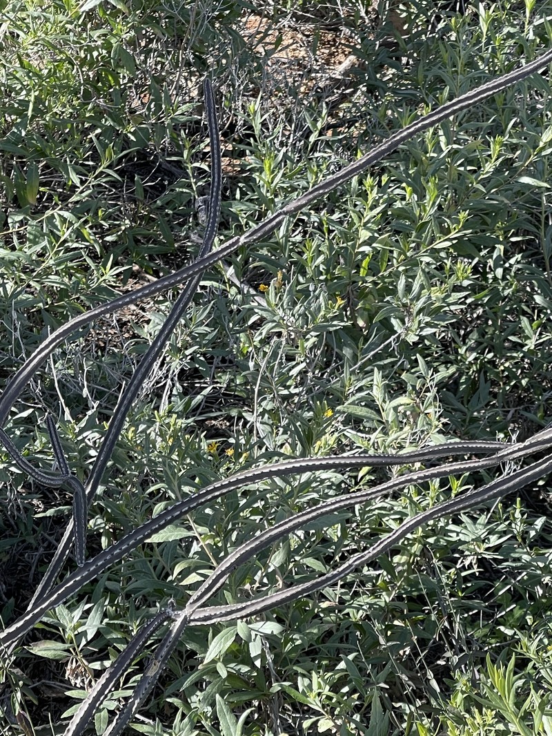 Peniocereus greggii subsp. transmontanus photo 3