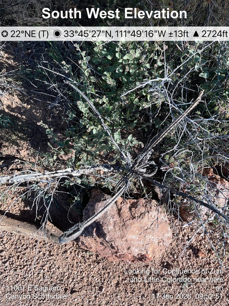 Peniocereus greggii subsp. transmontanus photo 4