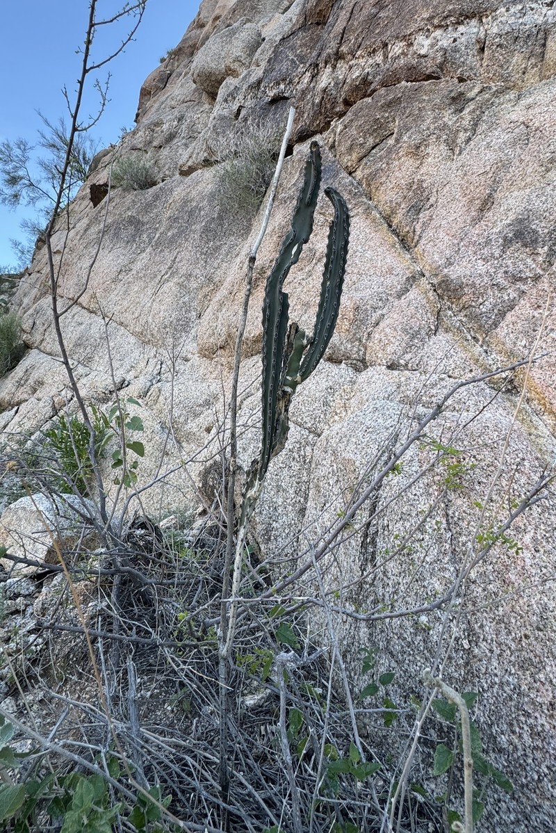 Peniocereus greggii subsp. transmontanus photo 7