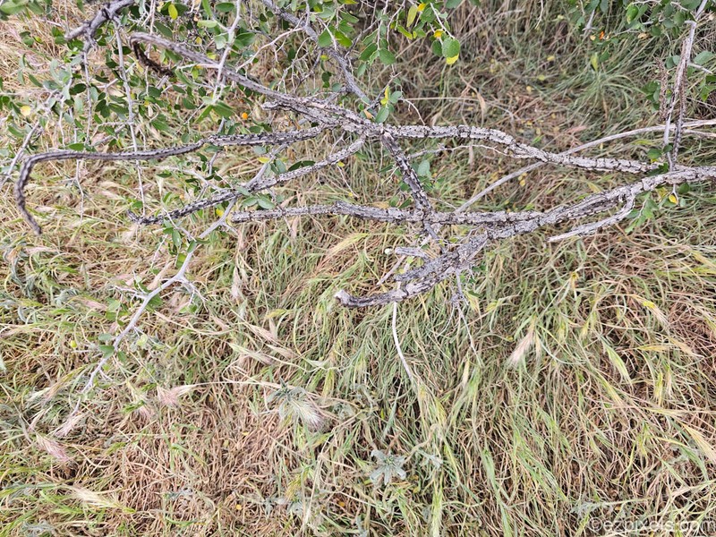 Peniocereus greggii subsp. transmontanus photo 8