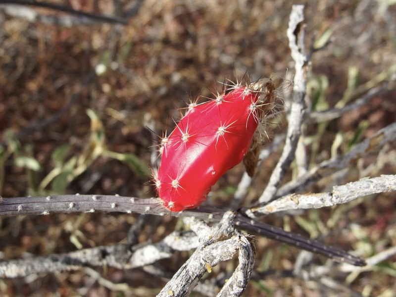 Gearstem Cactus photo 2