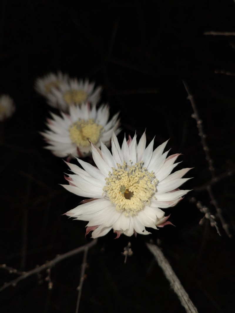 Gearstem Cactus photo 3