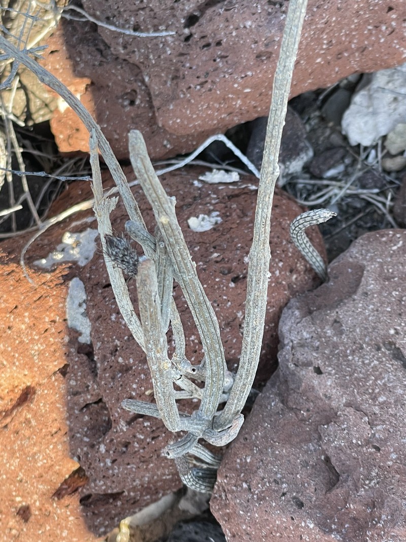 Gearstem Cactus photo 4