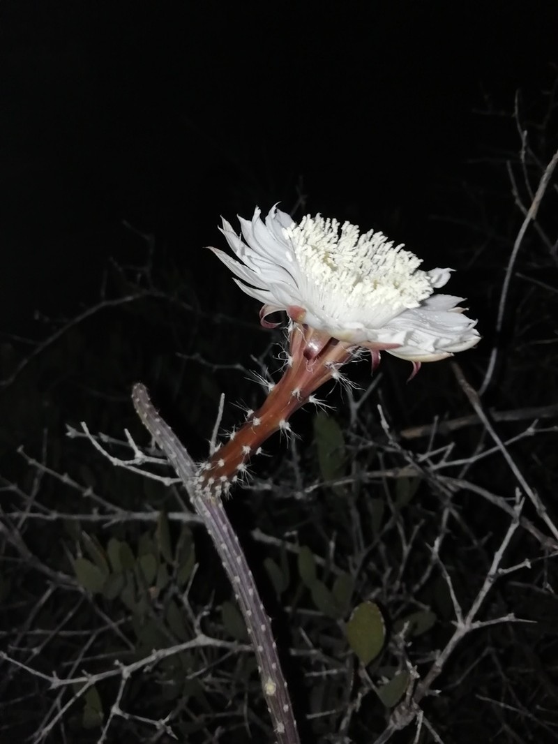 Gearstem Cactus photo 3