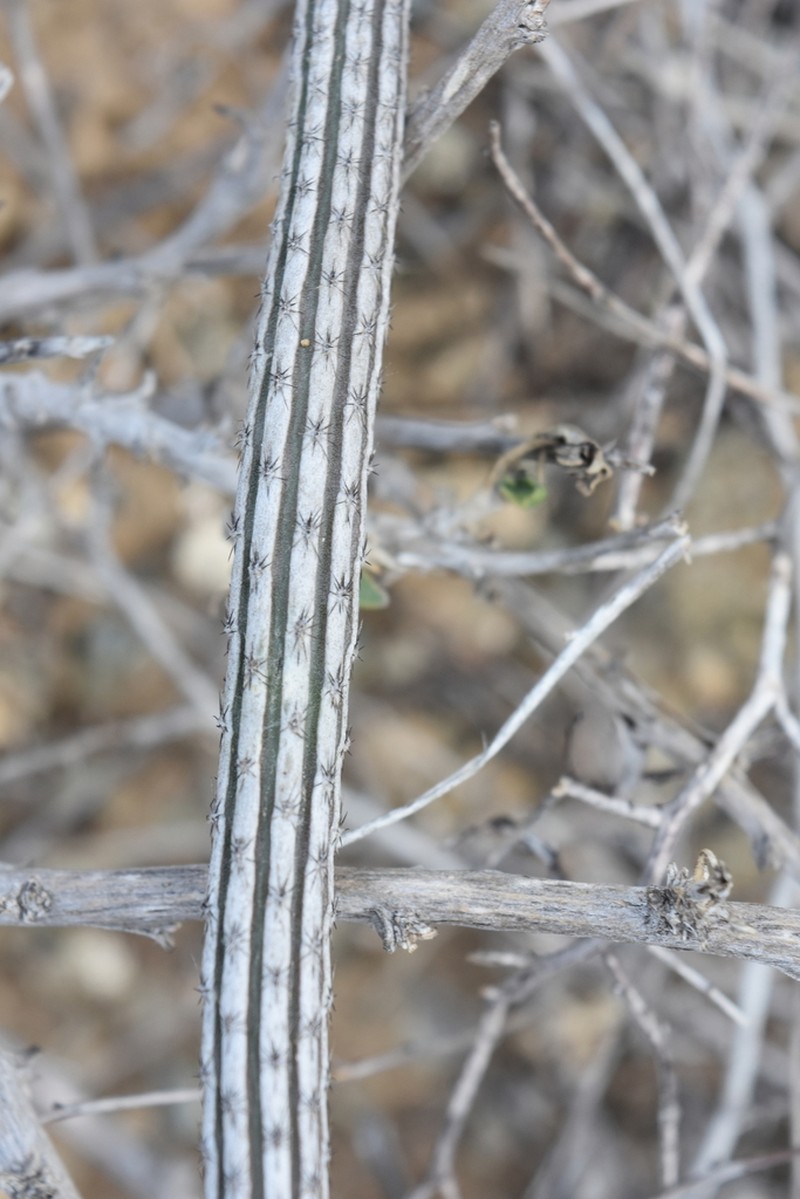 Gearstem Cactus photo 4