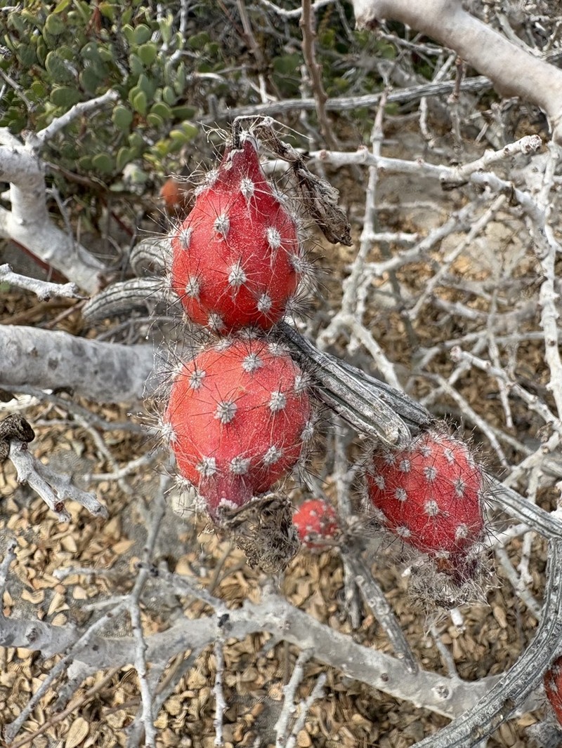 Gearstem Cactus photo 6