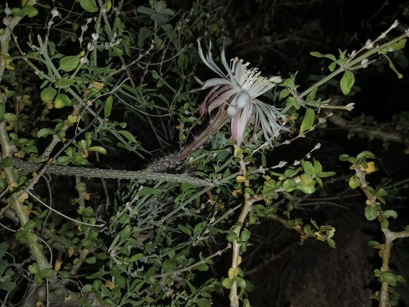 Gearstem Cactus photo 8