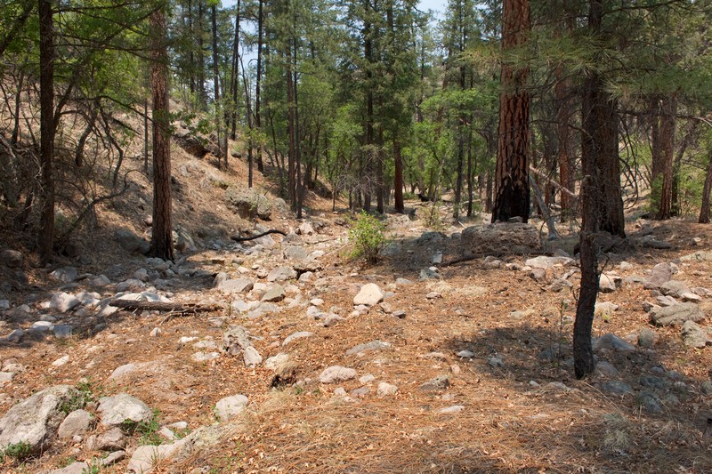 Longleaf Mock Thelypody photo 2