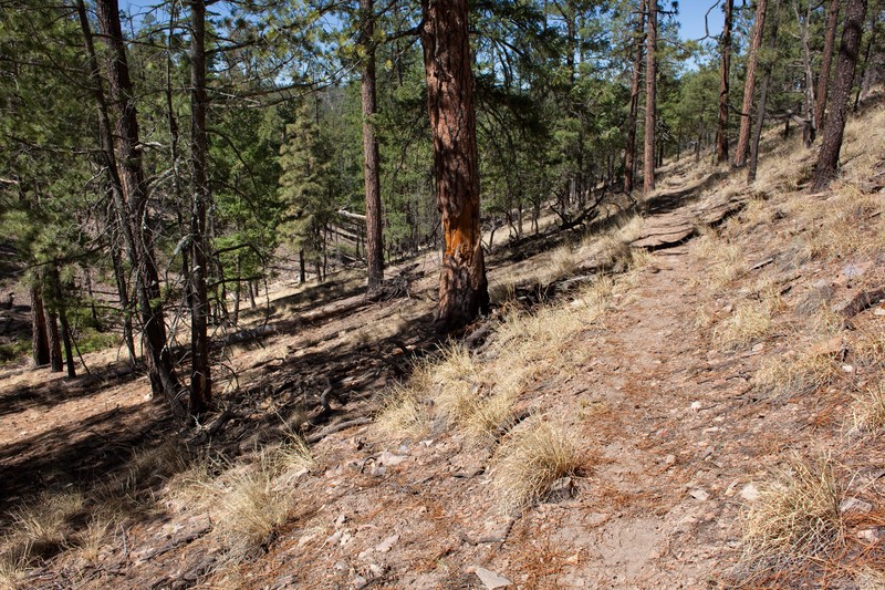 Longleaf Mock Thelypody