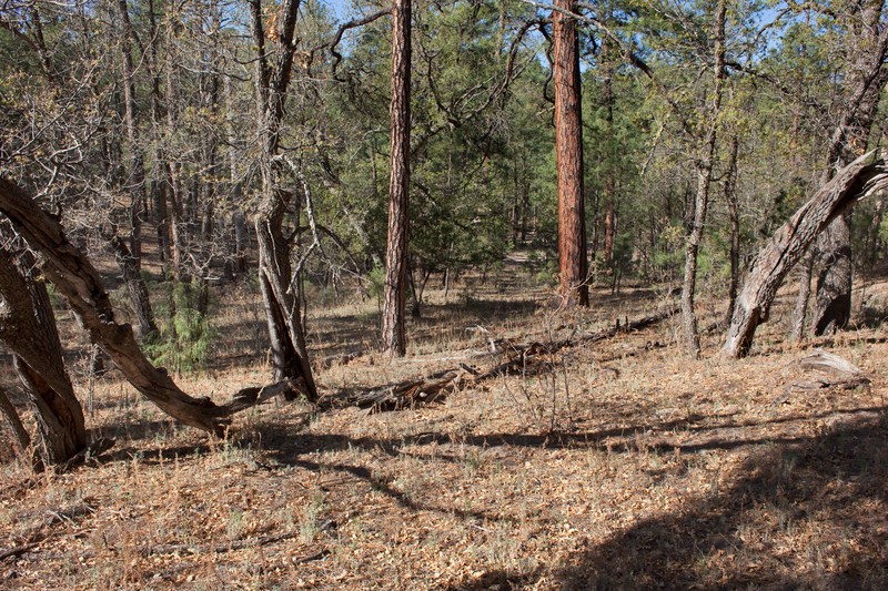 Longleaf Mock Thelypody photo 4