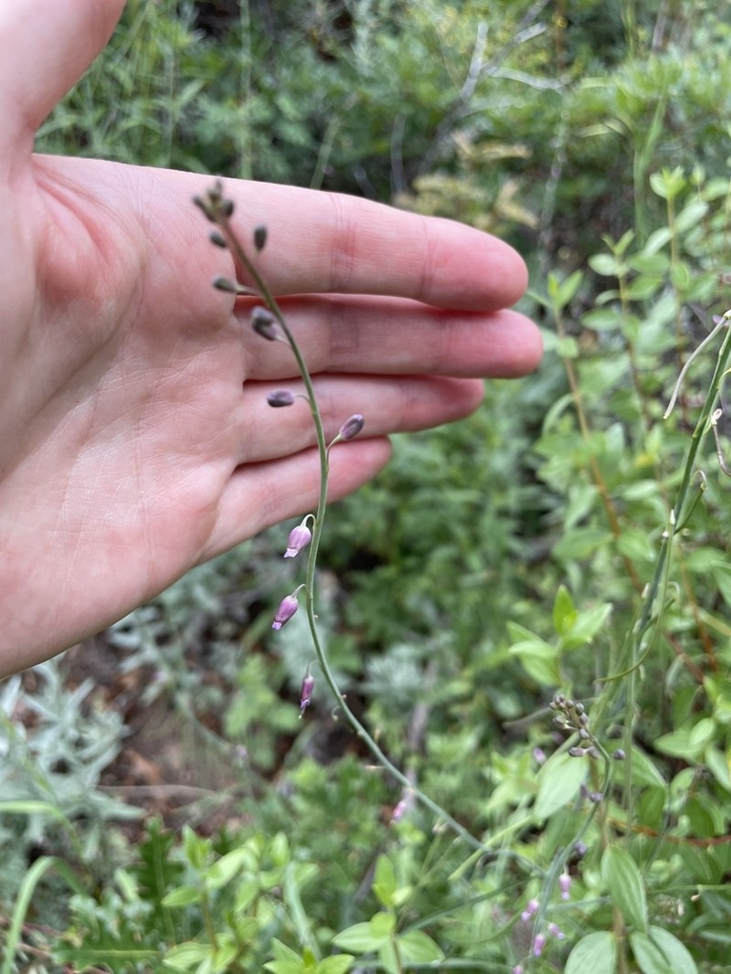 Longleaf Mock Thelypody
