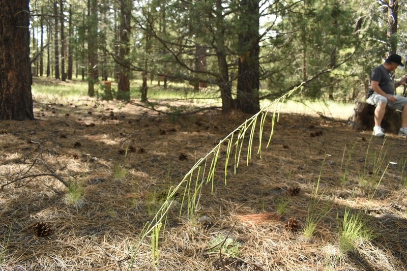 Longleaf Mock Thelypody photo 2