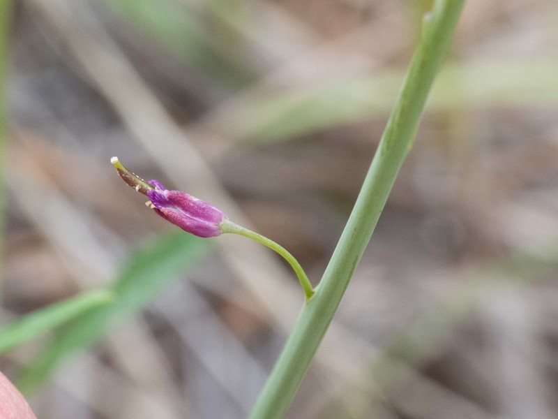 Longleaf Mock Thelypody photo 4