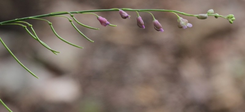 Longleaf Mock Thelypody photo 5