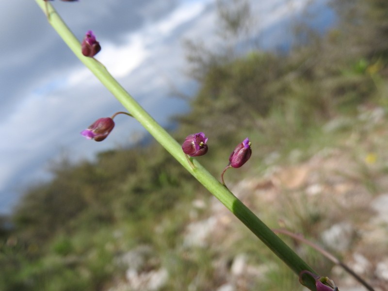 Longleaf Mock Thelypody photo 6