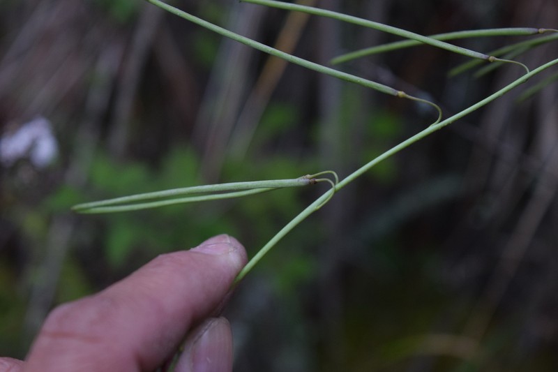 Longleaf Mock Thelypody photo 8