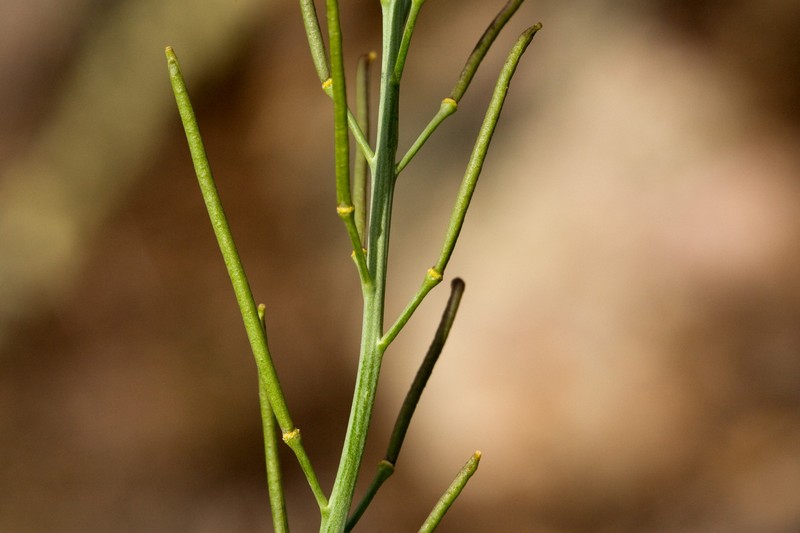 Mountain Mock Thelypody