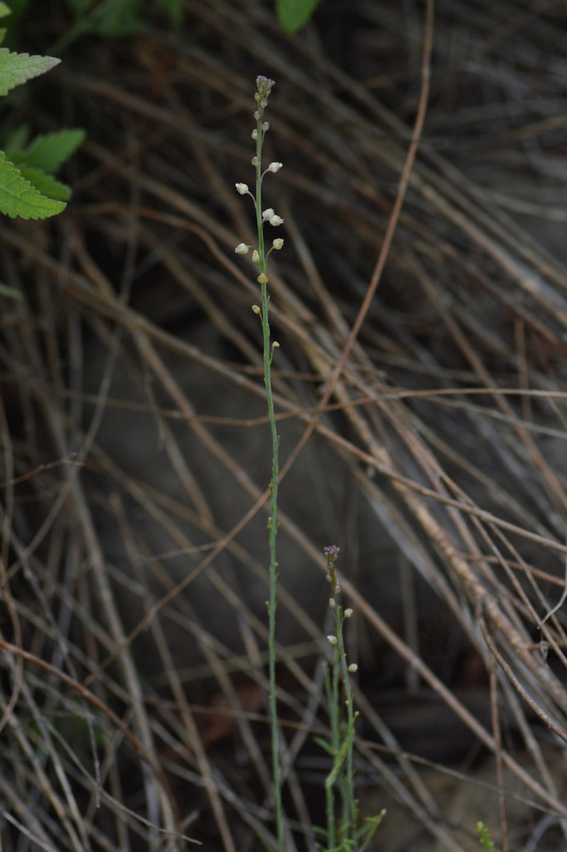 Rincon Mountain Rockcress
