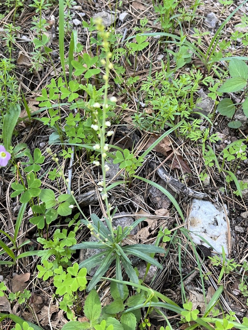 Rincon Mountain Rockcress photo 2