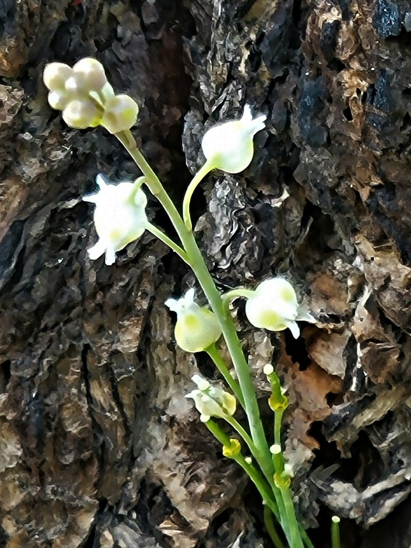 Rincon Mountain Rockcress photo 3