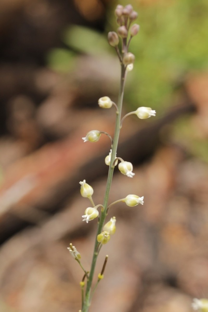 Rincon Mountain Rockcress photo 4