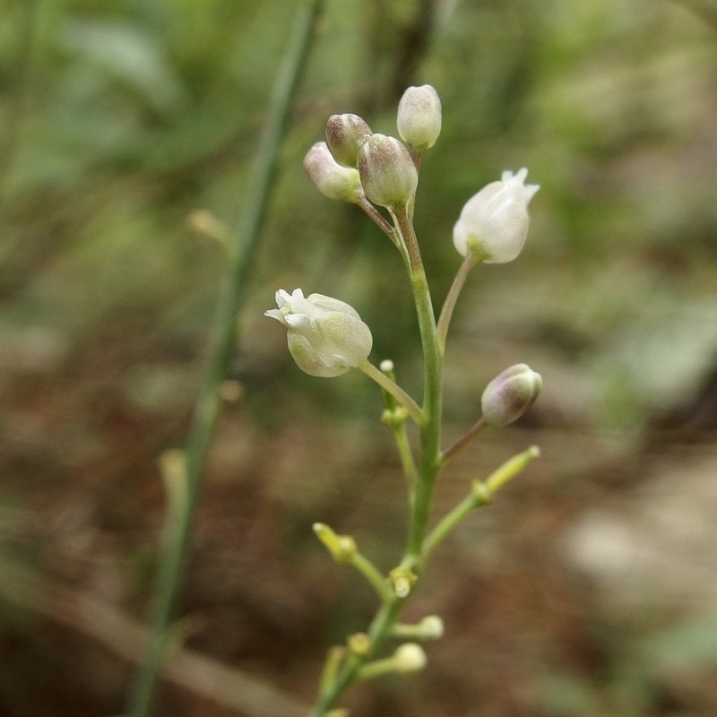 Rincon Mountain Rockcress photo 5