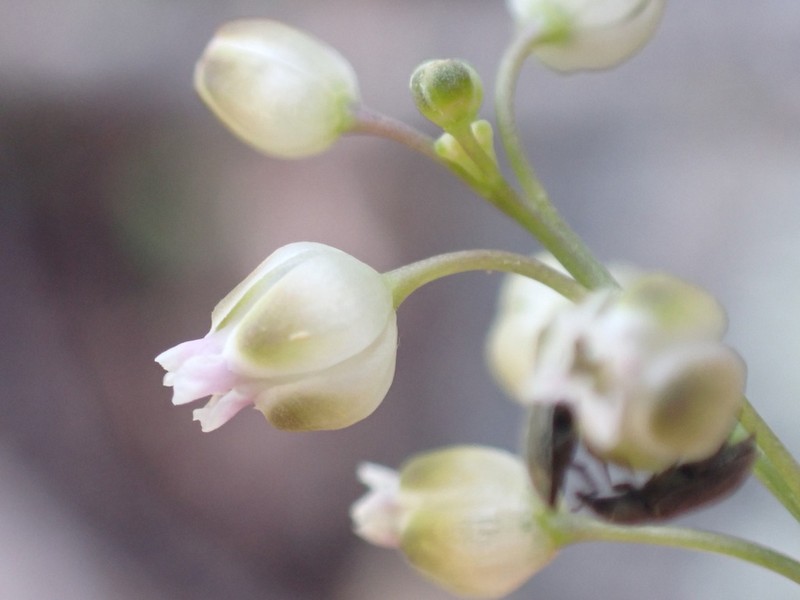 Rincon Mountain Rockcress photo 6