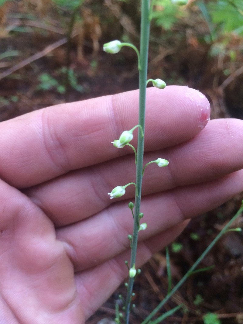 Rincon Mountain Rockcress photo 7