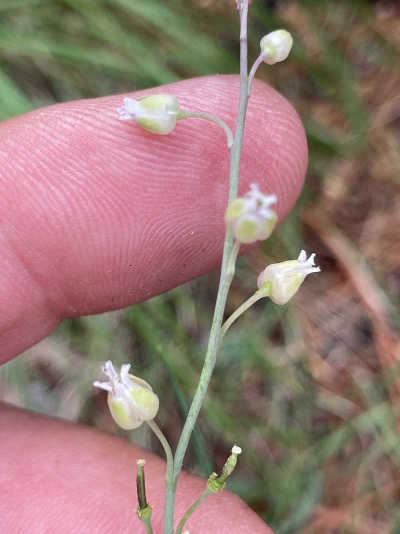 Rincon Mountain Rockcress photo 8