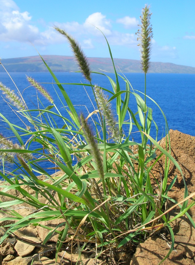 Buffelgrass