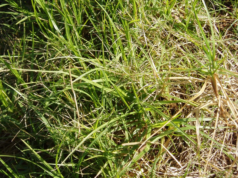 Kikuyugrass photo 4