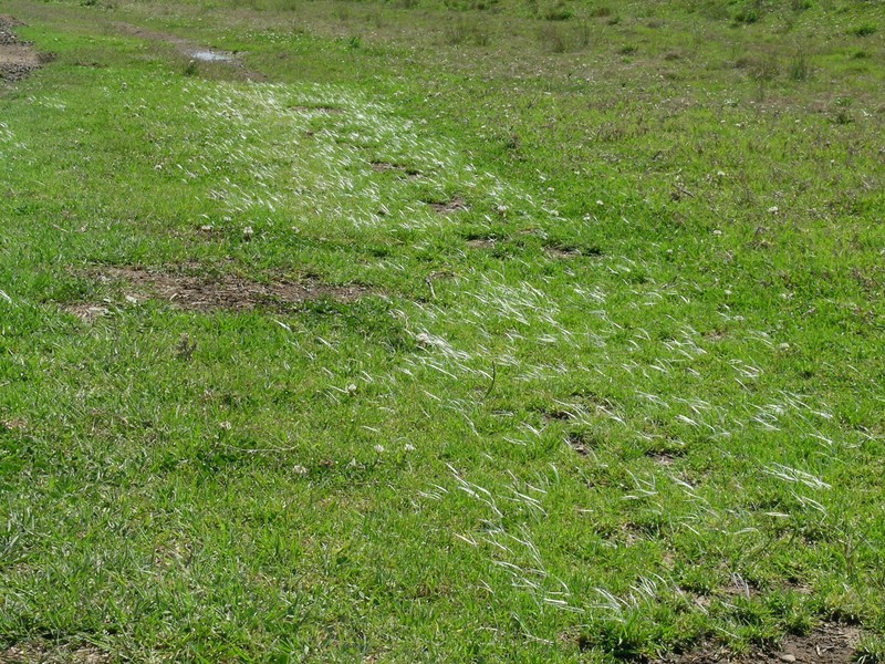 Kikuyugrass photo 5