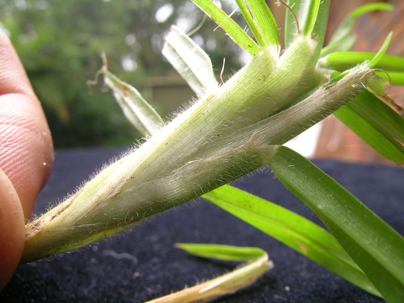 Kikuyugrass photo 7