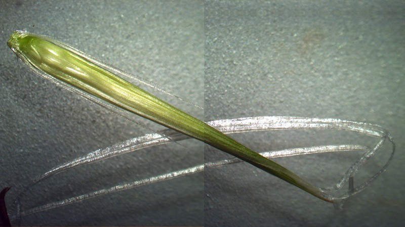 Kikuyugrass photo 8