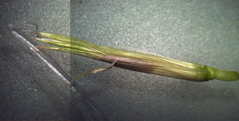 Kikuyugrass photo 2