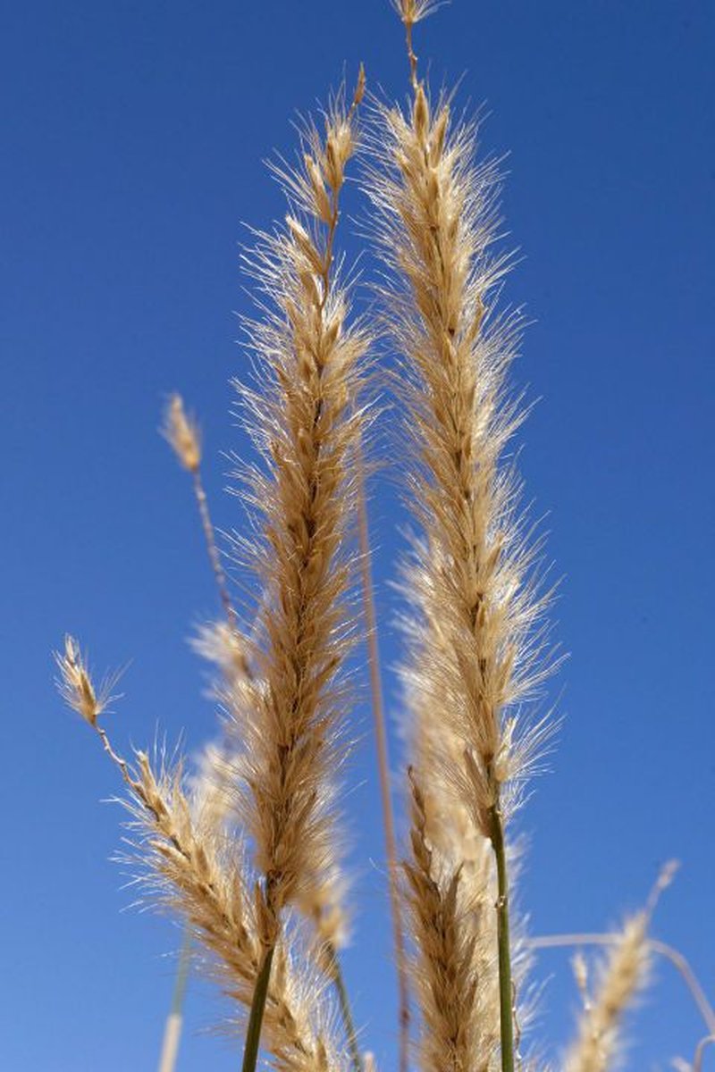 Pennisetum divisum