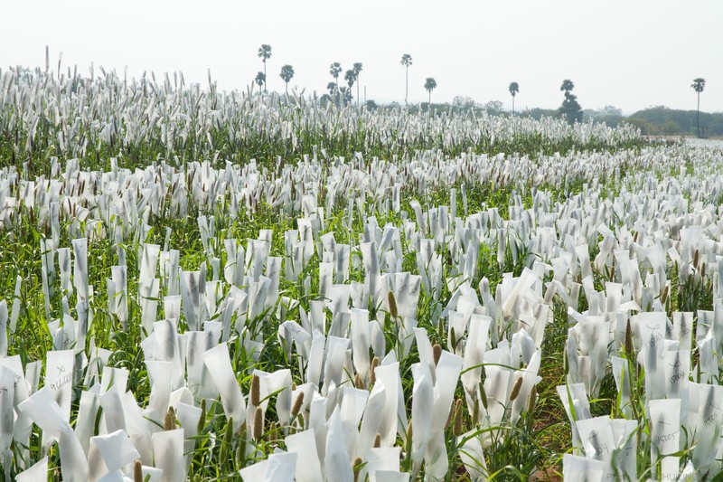 Pearl Millet photo 4