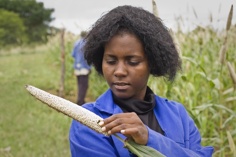 Pearl Millet photo 3