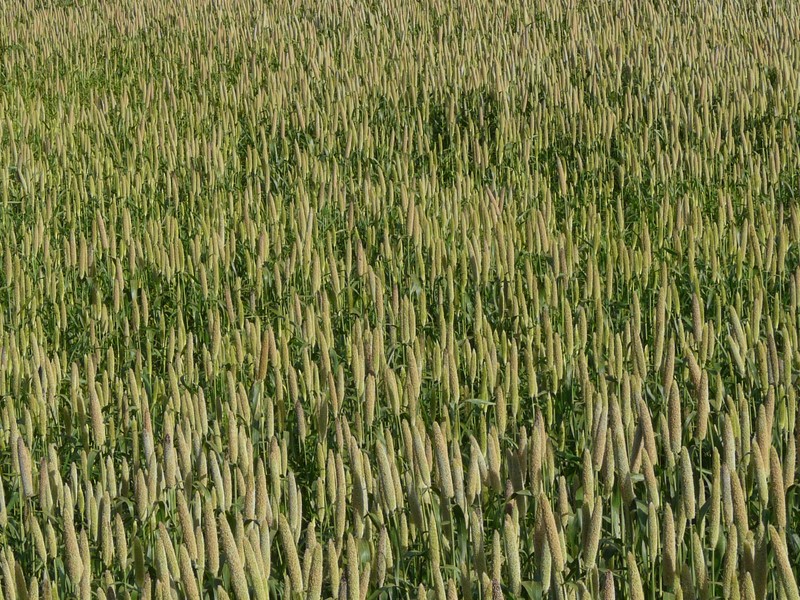 Pearl Millet photo 2